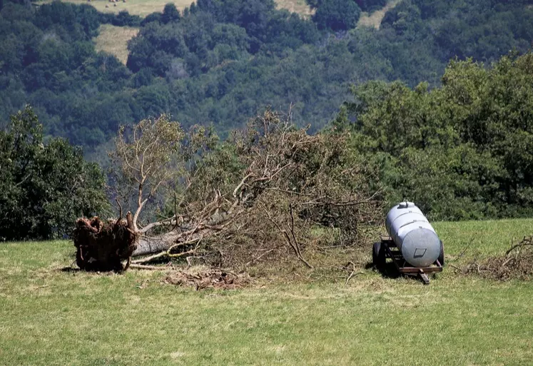 La tempête du 11 juillet a déraciné un arbre centenaire