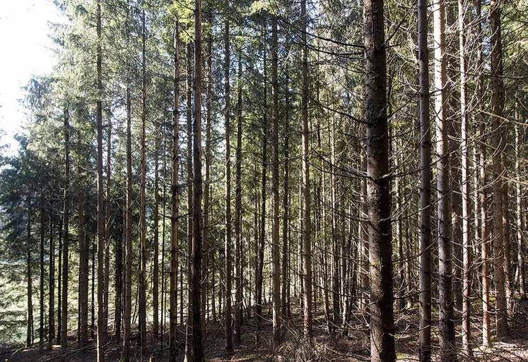 Une forêt de résineux en Lozère