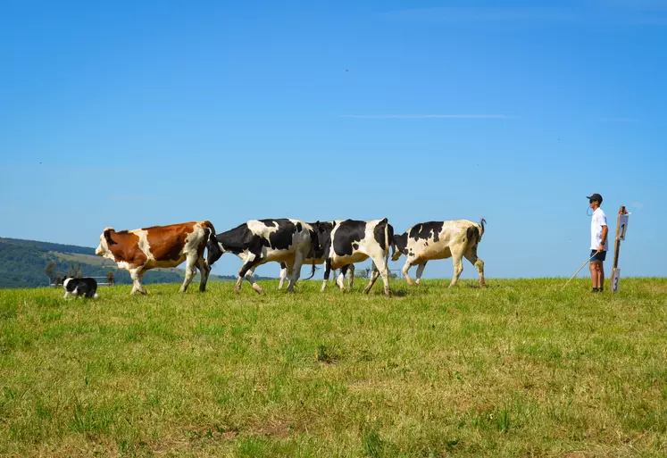 Un border collie quatre vaches et un éleveur dans une prairie