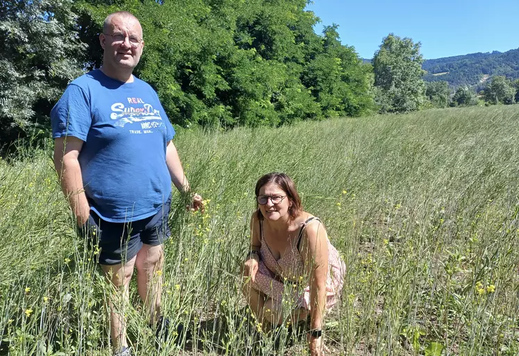 Bruno Nozy et sa femme, Danielle, dans une parcelle de moutarde brune. Cette année, la floraison, qui dure  environ 15 jours, a eu lieu autour du 25 juin.