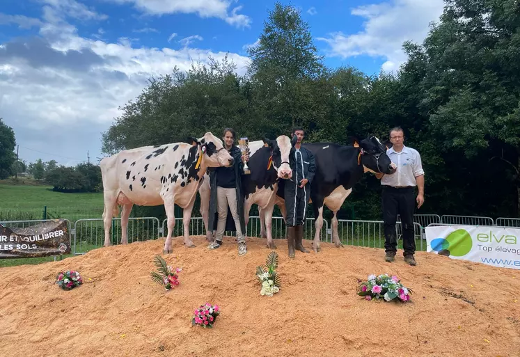 Trois vaches holstein lors d'un concours