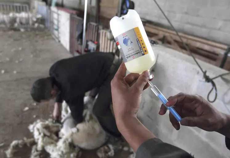 une seringue charger avec un liquide avec un mouton en train d'être tondu en arrière-plan