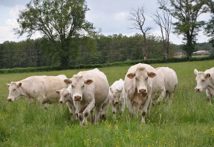 L'élevage de bovins viande est un des fleurons de la France.