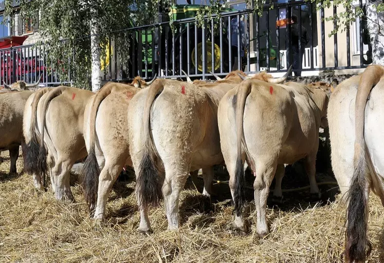 Le comice de Grandrieu ce week-end