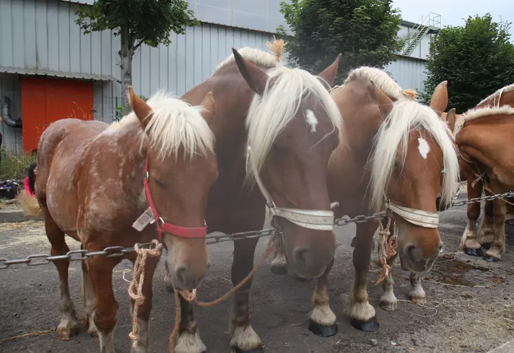 La foire aux chevaux se tiendra bien à Fay sur Lignon, mais avec quelques changements en termes d'accès.