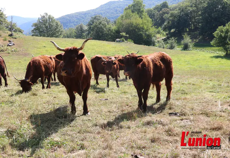 Vaches salers dans un pré debout