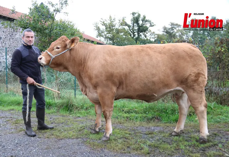 Eleveur posant avec une vache limousine dans sa cour de ferme