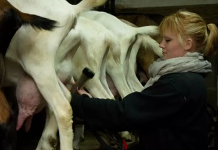 femme agricultrice traite vaches