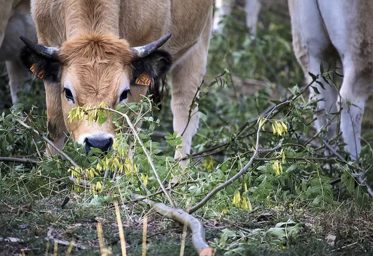 Une vache Aubrac mange du frêne