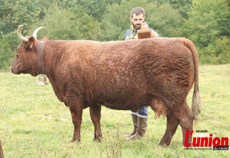 jeune éleveur brossant une vache salers dans un pré