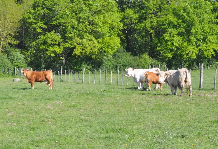 Vaches limousines et charolaises dans un pré