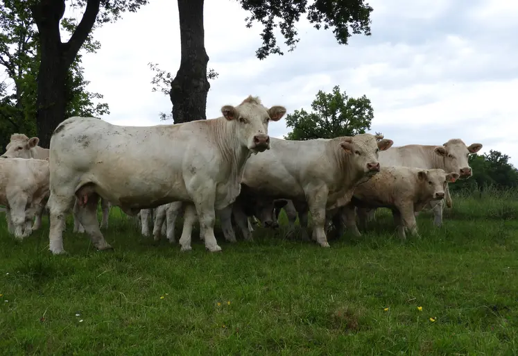 vaches charolaises dans un près