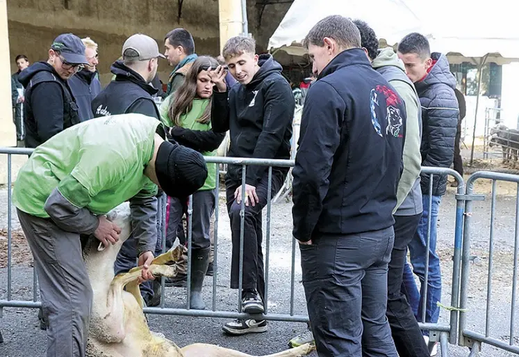 La 20e édition des ovinpiades