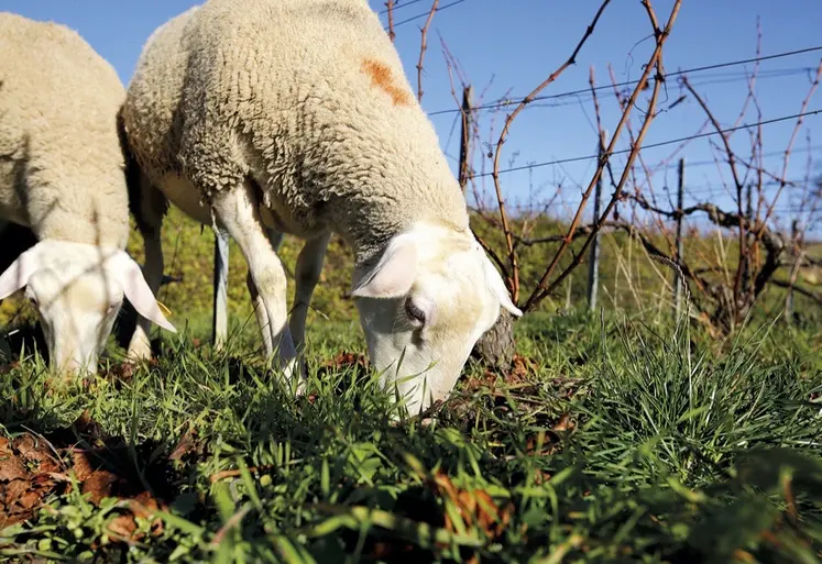 Des brebis en pâture