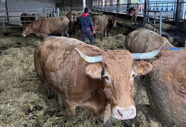 Loïc avec ses vaches