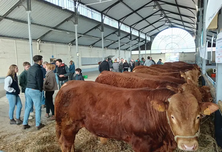 Dans un hangar des reproducteurs limousins sont alignés le long d'un mur, des personnes discutent dans l'allée 