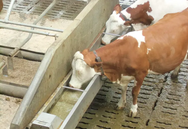 deux vaches qui boivent dans un abreuvoir