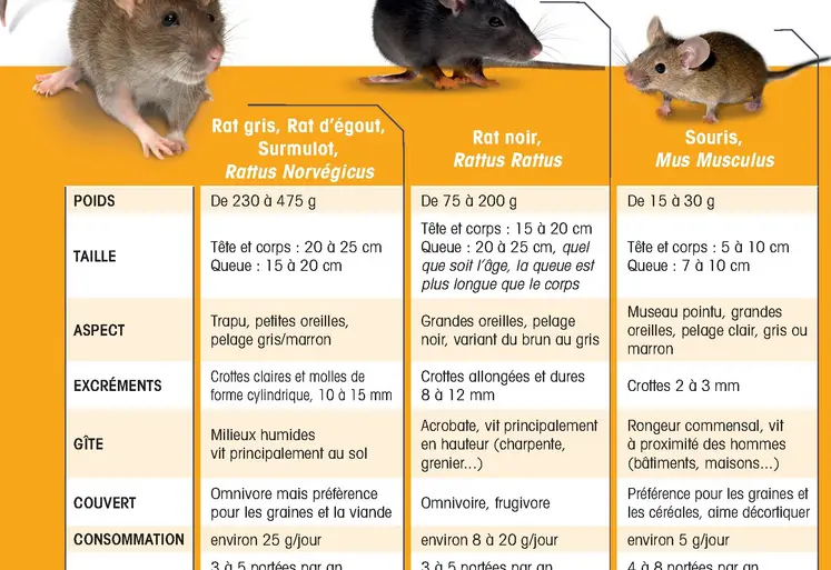 caractéristiques des différents rongeurs