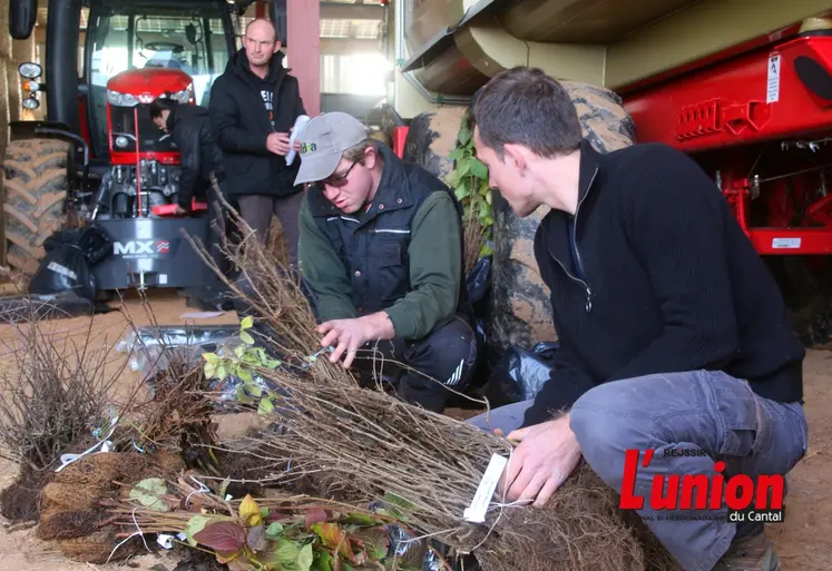 Des agriculteurs choisissent leurs plants de haie. 