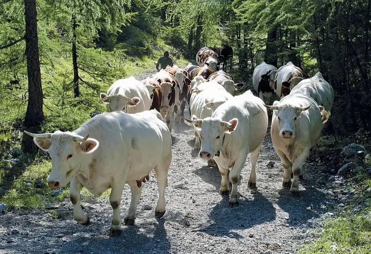 Un troupeau bovin en forêt