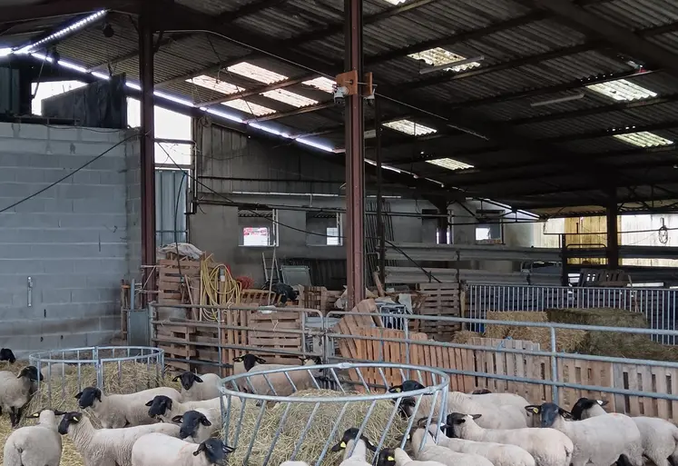 des moutons sont rassemblés autour d'une mangeoire dans un hangar agricole