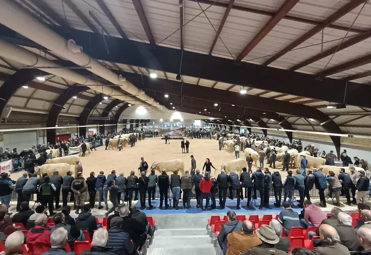 Vue d'ensemble d'un hanger avec des spectateurs vus de dos et des vaches charolaises sur le ring.