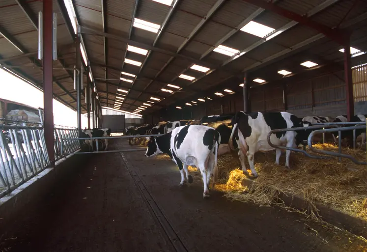 vaches prim holstein dans un bâtiment