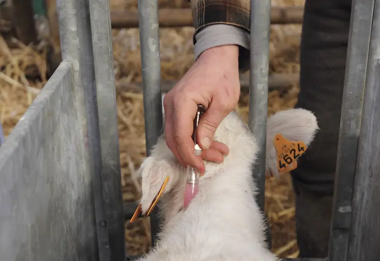 vaccination d'un jeune bovin