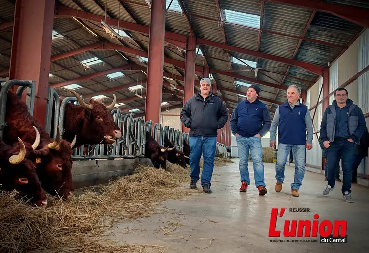 Des représentants de trois coops marchent aux côté d'un éleveur dans une stabulation où sont abritées des vaches salers