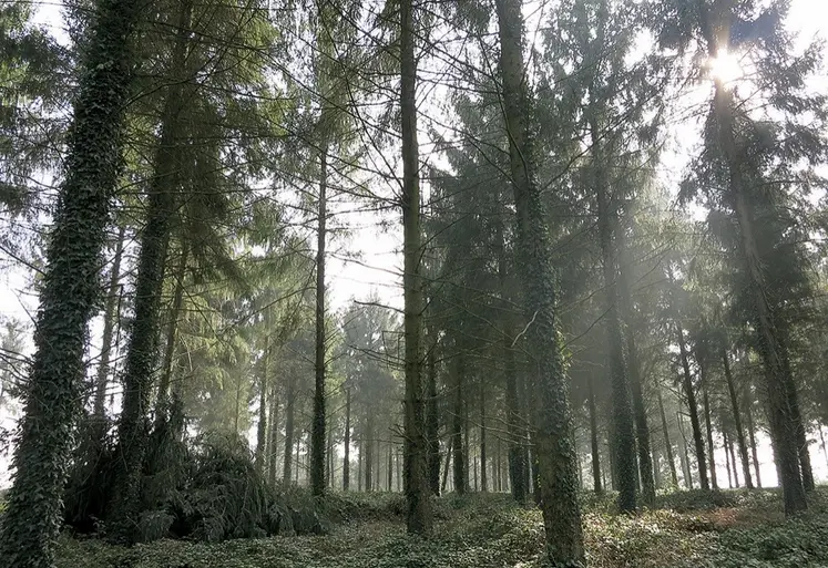 Une forêt en pleine lumière