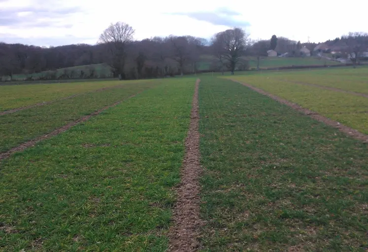 Effet du manque d’azote sur différentes variétés d’orge en sortie d’hiver.