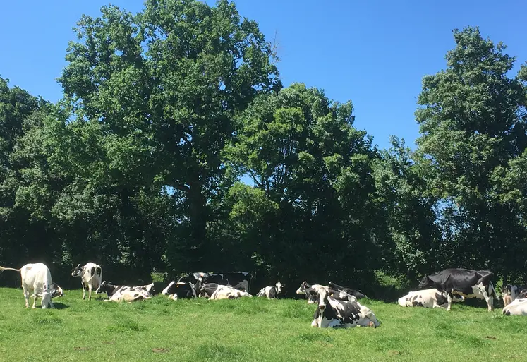 vaches prim'holstein devant une haie