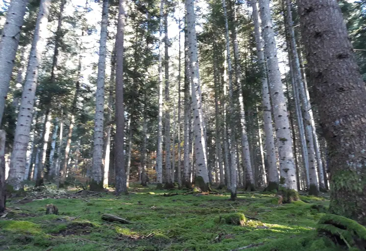 le changement climatique va 10 fois plus vite que la migration naturelle des arbres