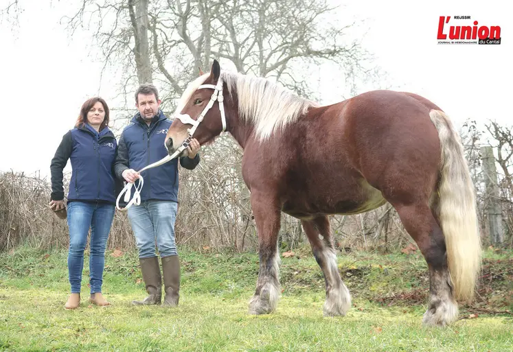 Un cheval comtois et ses deux propriétaires