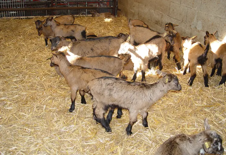 chèvres chevreaux engraissement collecte