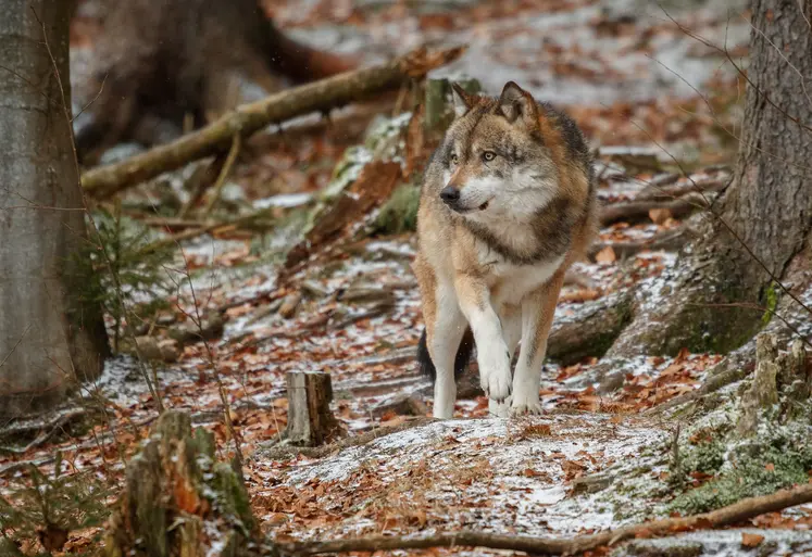 Loup dans la foret