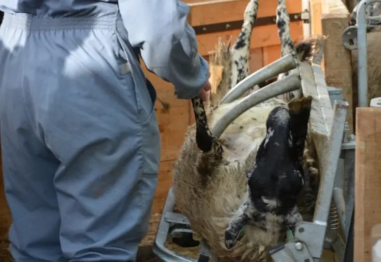 matériel de contention mouton prévention du risque animal aides MHE et FCO