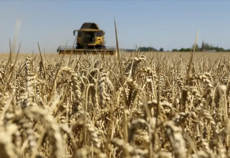 Une moissonneuse dans un champ de blé