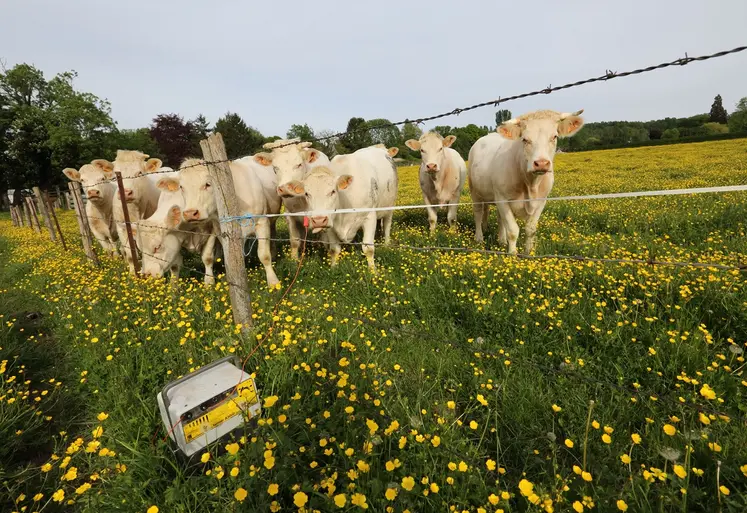 vaches charolaises derrière une clôture électrique