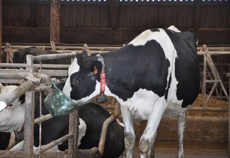 vache laitière de race prim'holstein dans un bâtiment d'élevage.