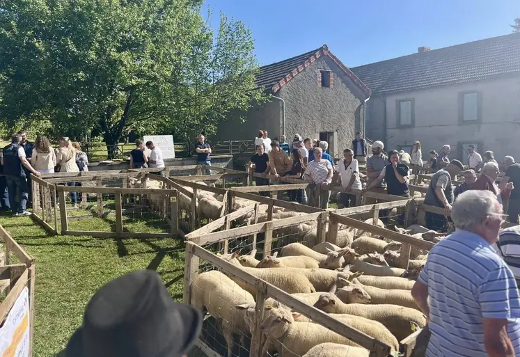 des lots de moutons