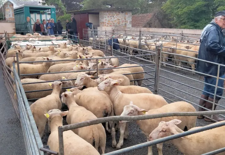 des lots de moutons