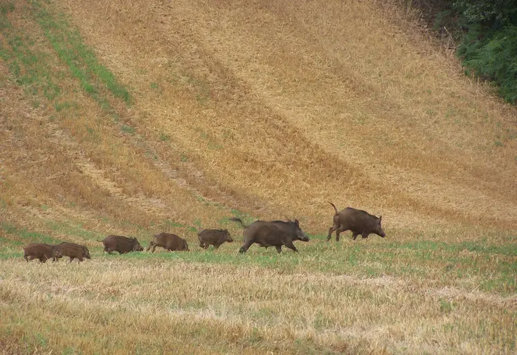Sangliers dans un champ de céréales après récolte . Marcassins . Gibier . Faune sauvage . Chaumes . Sanglier.