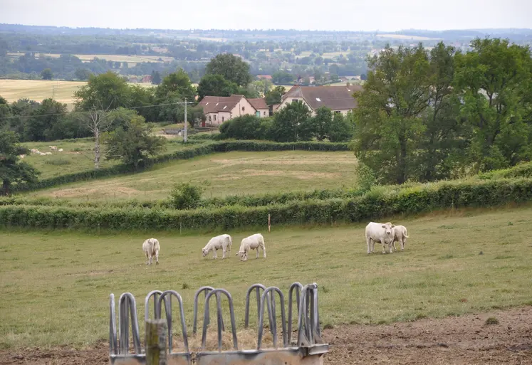 Vaches charolaises dans un pré.