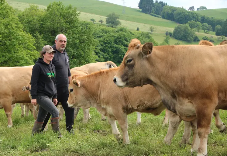 Une jeune femme et un homme marchant au milieu d'un troupeau de vaches aubrac.