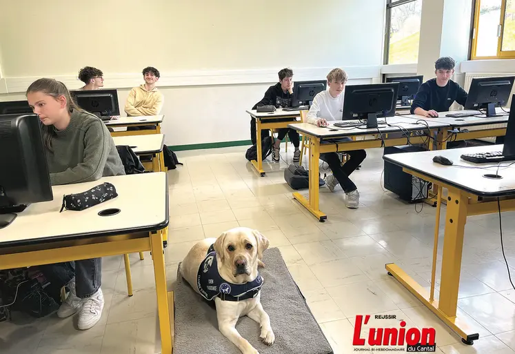 Un chien assis dans une salle de classe.