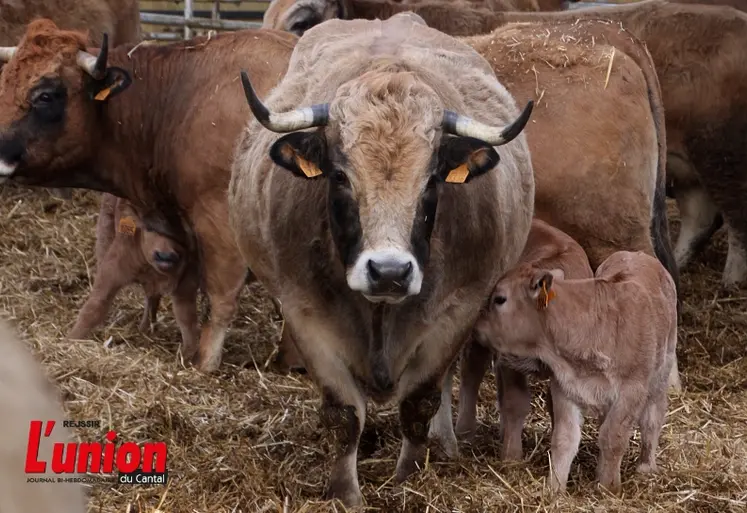 Vache aubrac qui allaite son petit veau. 