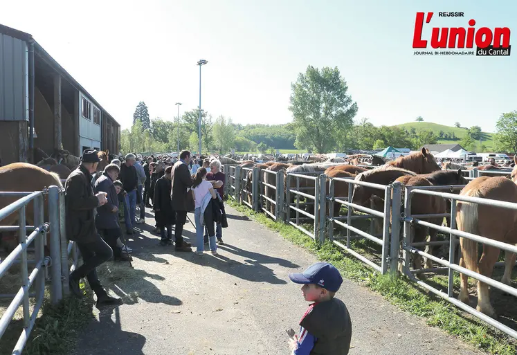 Chevaux dans des box