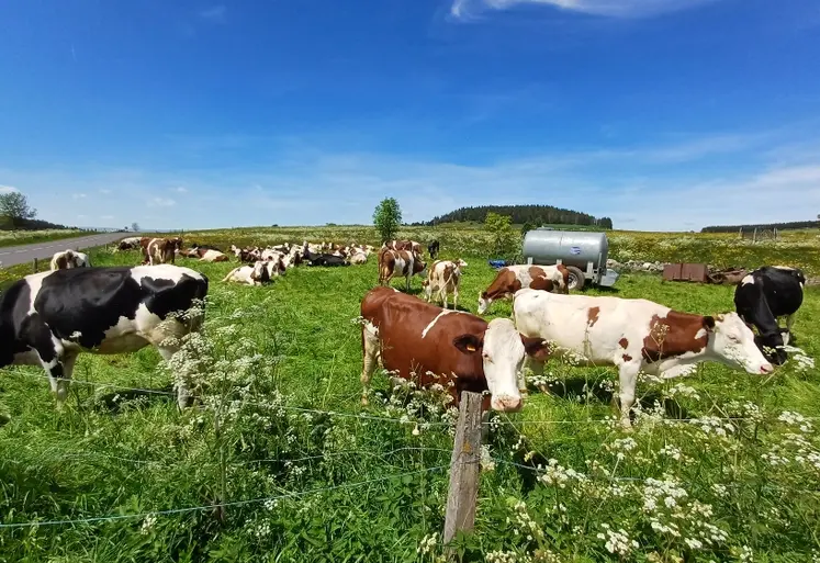 Vaches au pré