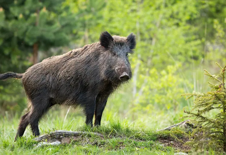 sanglier dans la nature